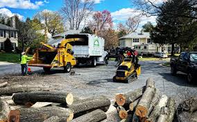 Best Tree Maintenance Programs  in Progress Village, FL